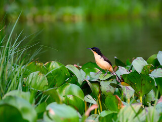 Black-capped Donacobius perched on aquatic plants in Pantanal,Brazil