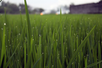 Obraz premium Closeup of ricefield full of paddy in Java Indonesia