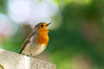 a robin is happy about the spring and sings with his beak wide open
