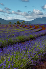 Lavender Fields of Bridestowe, Nabowla, Tasmania 2