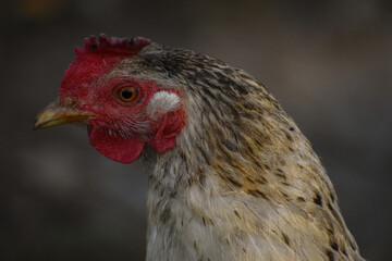 Primer plano de gallina