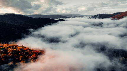 Aerial Of Misty Tree Top Canopy With Fall Foliage with Sunset Shining On Trees