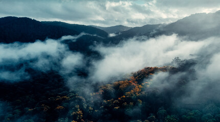 Fototapeta premium Aerial Of Misty Tree Top Canopy With Fall Foliage At Sunset