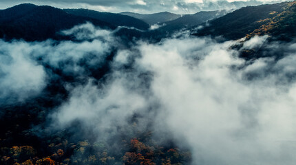 Aerial Of Misty Tree Top Canopy