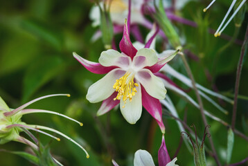 European Columbine, Aquilegia Vulgaris, white red flowers in spring garden