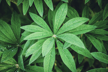 Fototapeta na wymiar Lupine plant leaves in spring garden