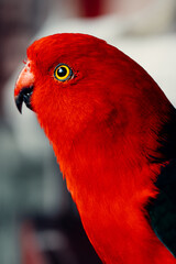 Beautiful Portrait Angle of Bright Red King Parrot Nestled In A Tree Looking Out In Australia