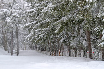Winter Pine Dance