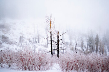 Burnt Trunks in the Snow