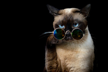 seal point siamese cat sitting waiting for food. Thai cat looking something on black background.Hungry siamese cat with fashion glasses for cats.