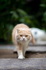 Ginger cat walking in the garden. Scottish fold kitten looking something on green grass. Cute orange cat with copy space. Cream tabby cat walking on the lawn.Shot vertical technique.