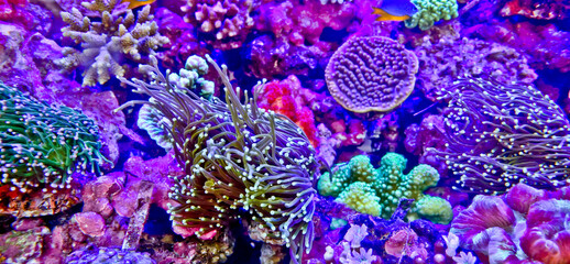 the beauty of sea water fish with coral reefs in the background
