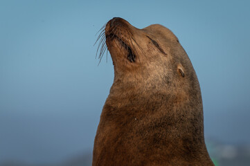 California Sea Lion with its head up in the sunshine