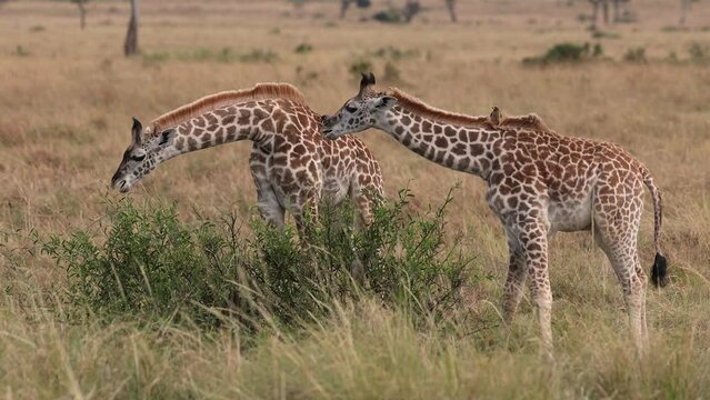 Giraffe in the Maasai Mara, Keny, Africa 