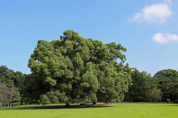 晩夏の栗林公園