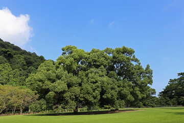 晩夏の栗林公園
