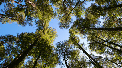Bottom view of tall trees in the forest of southern Chile.
