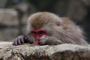 Snow Monkey at Jigokudani Monkey Park