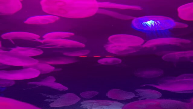 Moon jellyfish (Aurelia aurita) swimming in an aquarium