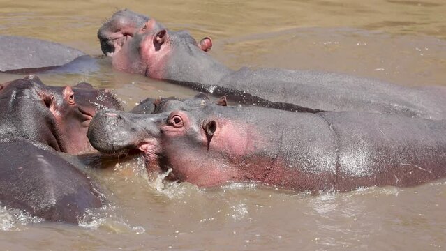 Hippos in the Maasai Mara, Kenya, Africa 