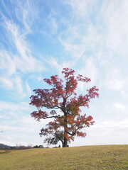 秋晴れの空と紅葉した大木