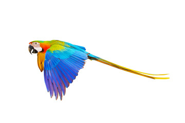 Colorful Catalina parrot flying isolated on transparent background png file	