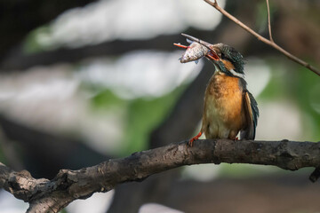 The kingfisher got fish in the morning.