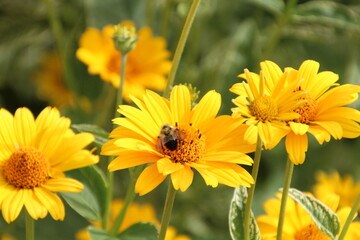 bee on flower