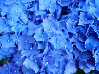 Beautiful blue flowers background, hortensia close up texture.