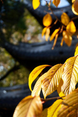 Autumn Leaves in Longhua Temple Shanghai