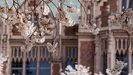Cherry Blossom in University of Washington