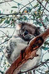 Koala Sleeps on Branch in Eucalyptus Tree 3 © ANITEK MEDIA 