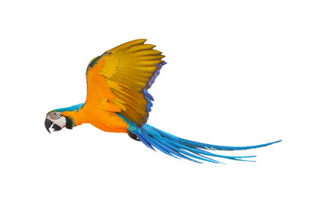 Colorful flying parrot isolated on transparent background png file	