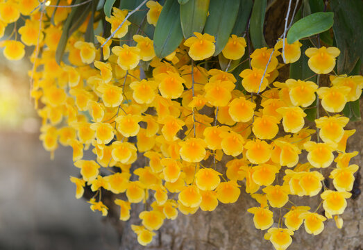 Orchids with beautiful yellow bouquet, Dendrobium lindleyi Steud, large bunch of yellow orchids are blooming in nature
