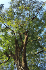 Landscape the big tree with nature background