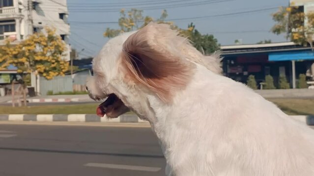 A cute white dog sits on a car, runs along the road, the wind blows.