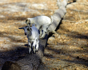 Two small goats playing on a log