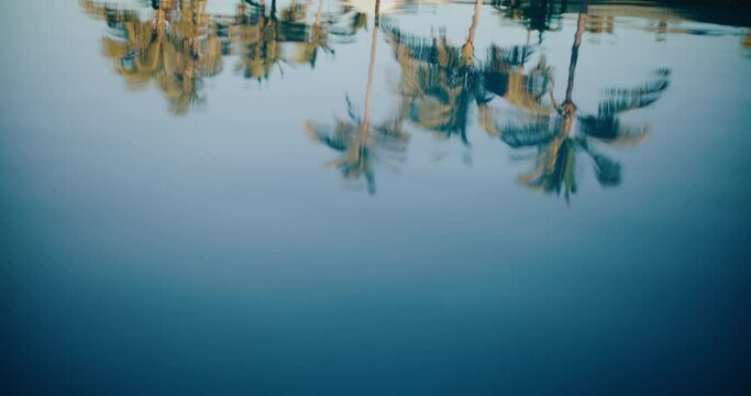 Palm trees reflecting on the surface of the water at luxury hotel resort