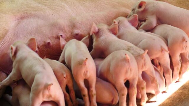 Little piglets feeding from her mother on a farm