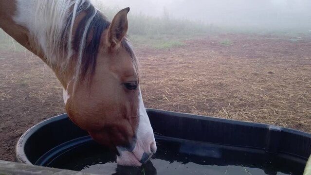 Paint quarter horse drinking water from bowl in local farm, close up view