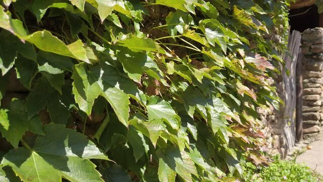 Green Vine Plants Grown On The Exterior Of A House In Nagan Eupseong Folk Village, Suncheon, South Korea. closeup, ascending