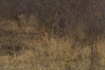 wild leopard, Hwange National Park, Zimbabwe, Africa