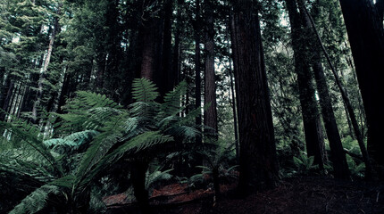 Fern Tree In California Redwood Forest