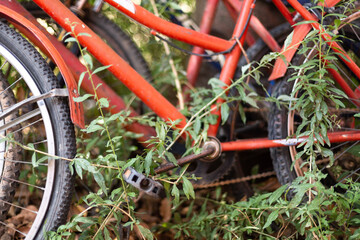 Fototapeta na wymiar Abandoned old rusty bicycles against a tree 