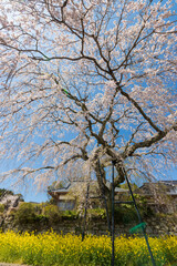 Fototapeta premium 大分県別府市の安楽寺の桜