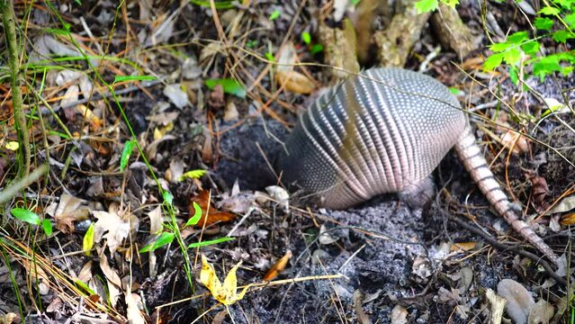 Armadillo dig a hole in soil to look for food