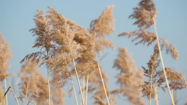 Phragmites australis an invasive non-native wetland grass also known as phrag or common reed swaying against blue sky in slow motion
