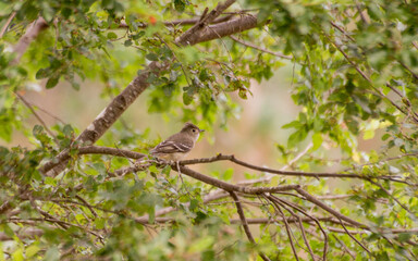 fio fio en hualle nothofagus spp