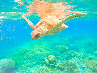 Turtle swimming in the Great Barrier Reef, off Cairns, Queensland, Australia. Space for Copy