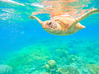 Turtle swimming in the Great Barrier Reef, off Cairns, Queensland, Australia. Space for Copy